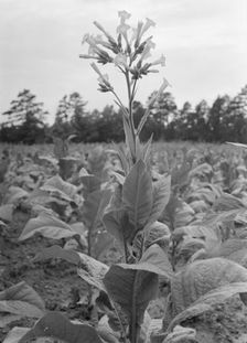 Single tobacco flower, Soofly, Granville County, North Carolina, 1939. Creator: Dorothea Lange
