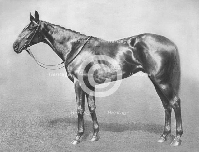 'Sir Archibald', 1911. Artist: Unknown.