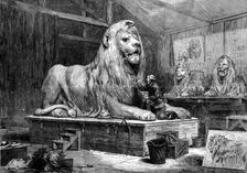 Sir Edwin Landseer modelling the lions for Trafalgar-square, 1873. Creator: Unknown