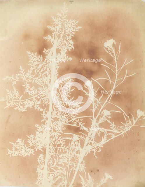 Sisymbrium Cumingianum, 1839. Creator: William Henry Fox Talbot.