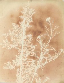 Sisymbrium Cumingianum, 1839. Creator: William Henry Fox Talbot