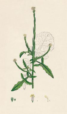 Sisymbrium officinale. Common Hedge-mustard 19th Century