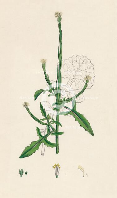 'Sisymbrium officinale. Common Hedge-mustard', 19th Century. Artist: Unknown.