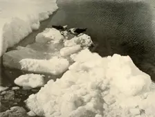 Skua Gulls at the Ice-Edge c1908, (1909)