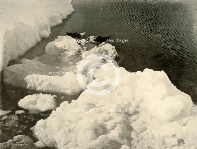 'Skua Gulls at the Ice-Edge', c1908, (1909).  Artist: Unknown.