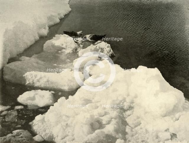 'Skua Gulls at the Ice-Edge', c1908, (1909).  Artist: Unknown.