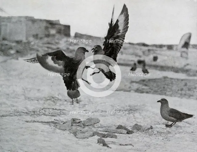 'Skua Gulls Fighting Over Some Blubber', 1911, (1913). Artist: G Murray Levick.