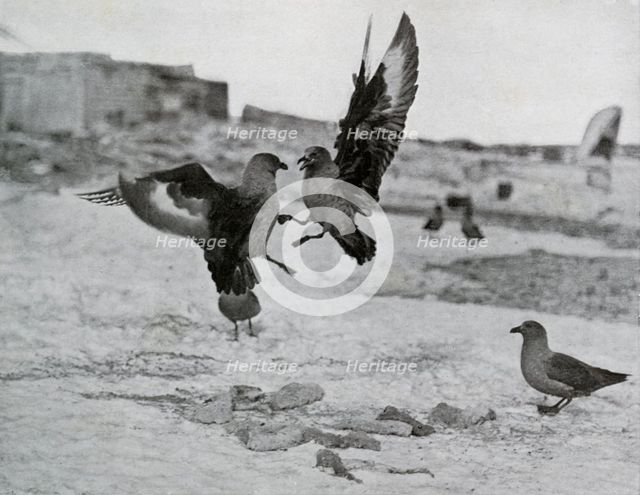 'Skua Gulls Fighting Over Some Blubber', 1911, (1913). Artist: G Murray Levick.