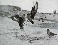 Skua Gulls Fighting Over Some Blubber 1911, (1913). Artist: G Murray Levick
