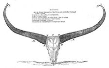 Skull and Horns of a Wild Buffalo, shot in Central Assam, 1854. Creator: Unknown