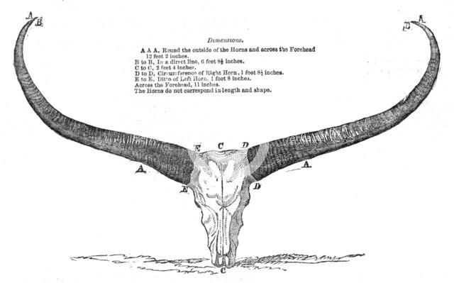 Skull and Horns of a Wild Buffalo, shot in Central Assam, 1854. Creator: Unknown.