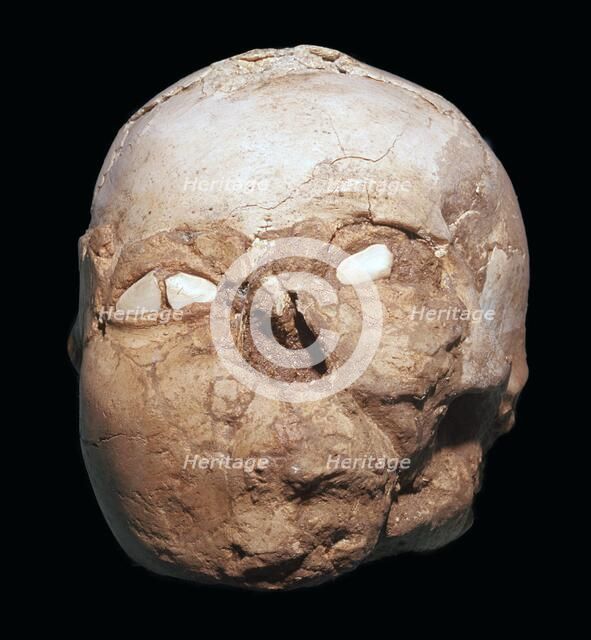 Skull from Jericho, modelled with plaster and shells. Artist: Unknown