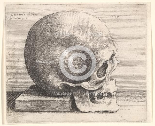 Skull in profile to right, 1645. Creator: Wenceslaus Hollar.