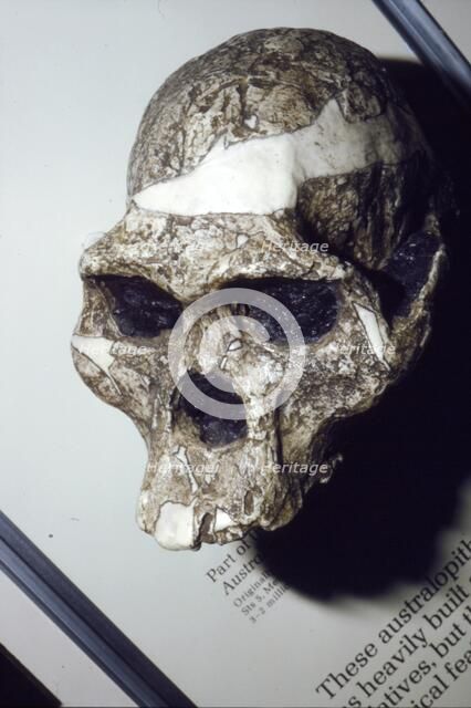 Skull of Australopithecus Africanus from Sterkfontein, South Africa, 3 to 2 million years BC. Artist: Unknown.