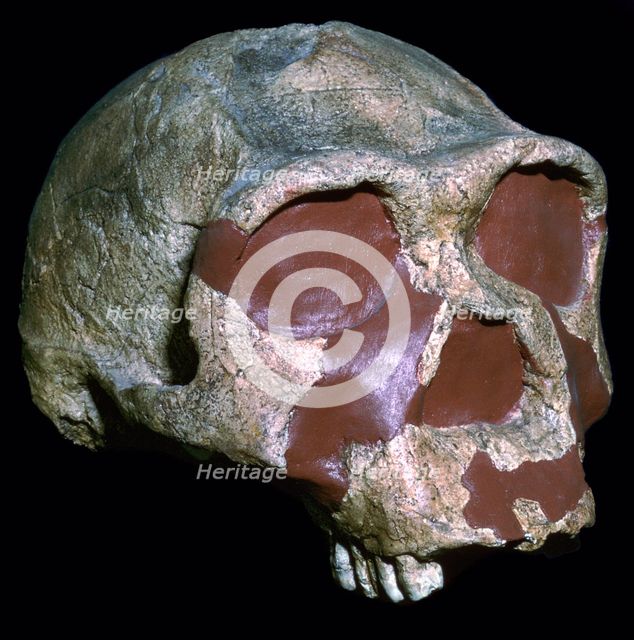 Skull of Homo Erectus. Artist: Unknown