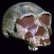 Skull of Homo Erectus