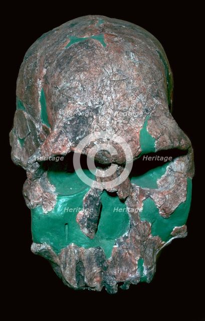 Skull of Homo Habilis. Artist: Unknown