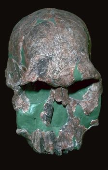 Skull of Homo Habilis