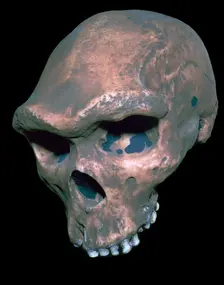 Skull of Homo Sapiens