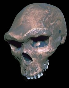 Skull of Homo Sapiens