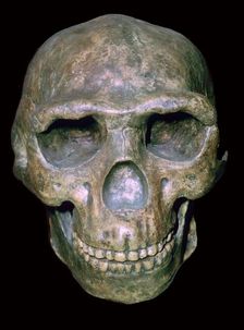 Skull of Peking man (reconstruction)