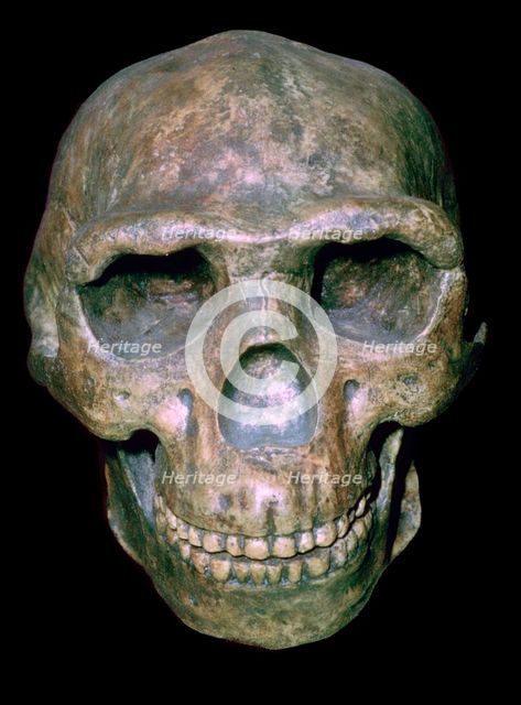 Skull of 'Peking' man (reconstruction). Artist: Unknown