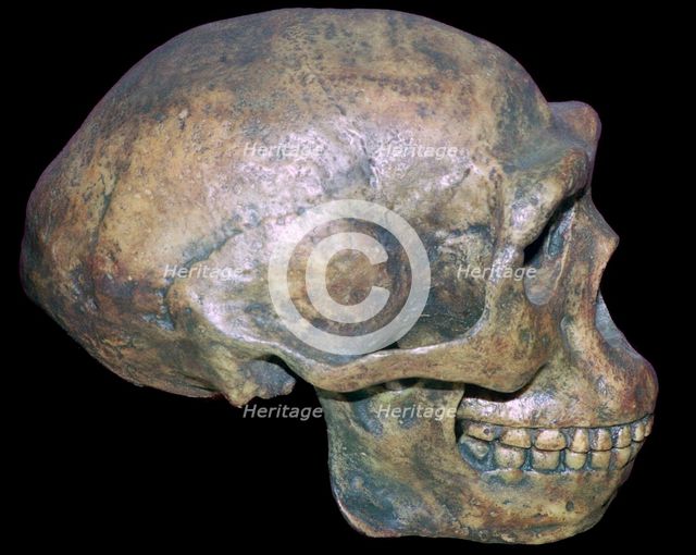Skull of 'Peking' man (reconstruction). Artist: Unknown