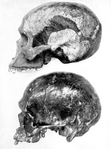 Skull of Piltdown Man (Eanothropus daswoni), 1912