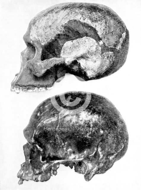 Skull of Piltdown Man (Eanothropus daswoni), 1912. Artist: Unknown