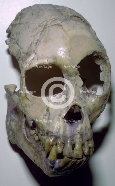 Skull of Proconsul Africanus. Artist: Unknown
