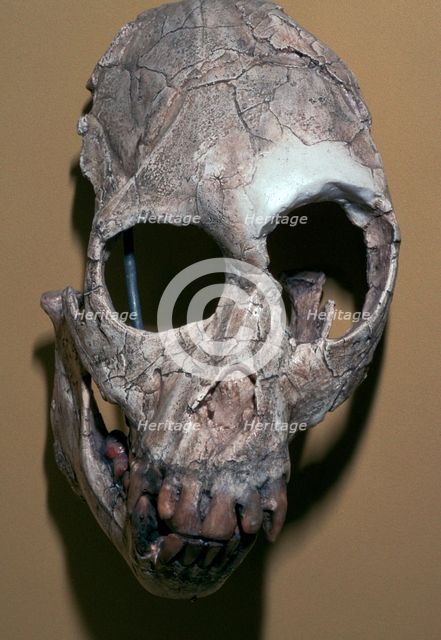 Skull of Proconsulus Africanus. Artist: Unknown
