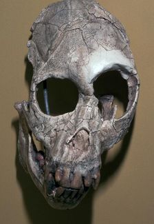Skull of Proconsulus Africanus
