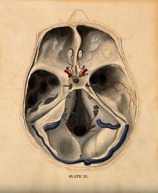 Skull: lateral section, with blood-vessels indicated in red and blue, 1820-1827. Creator: William Home Lizars