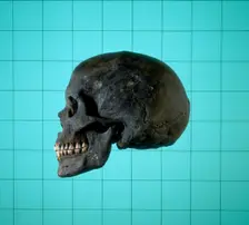 Skull, Norman period. Creator: Unknown