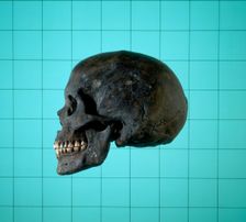 Skull, Norman period. Creator: Unknown