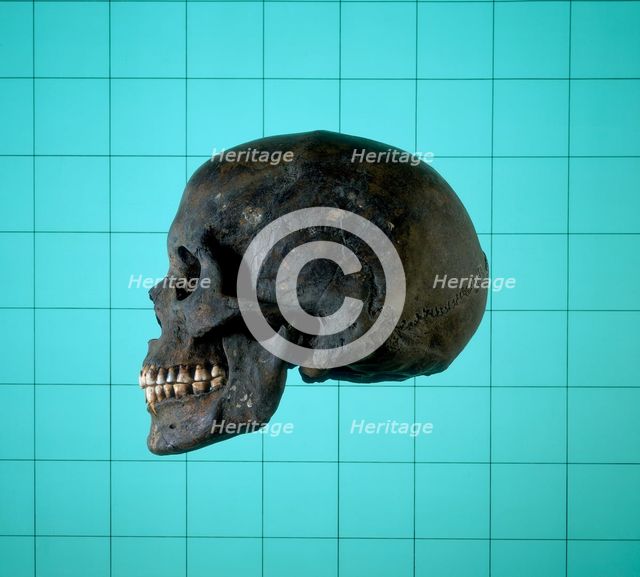 Skull, Norman period. Creator: Unknown.