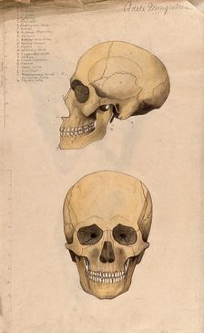 Skull: two figures, showing side and front views, 1880. Creator: Adele Mongredien