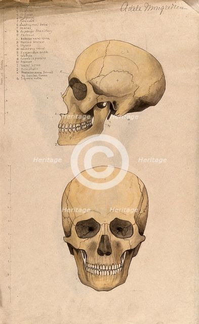 Skull: two figures, showing side and front views, 1880. Creator: Adele Mongredien.