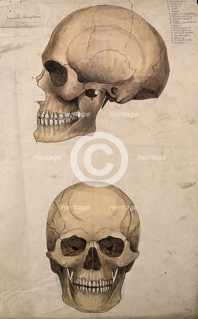Skull: two figures, showing side and front views, 1880. Creator: Jeannette Mongredien.