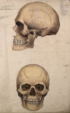 Skull: two figures, showing side and front views, 1880. Creator: Jeannette Mongredien