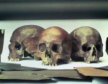 Skulls found in the stream-bed of the Walbrook, London, (60 AD?). Creator: Unknown