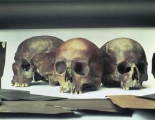 Skulls found in the stream-bed of the Walbrook, London, (60 AD?)