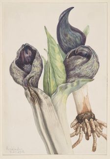 Skunk Cabbage (Spathyema foetida), 1918. Creator: Mary Vaux Walcott