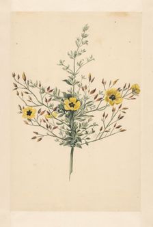 Sky rose, 1668-1729. Creator: Vincent Laurentz van der Vinne I