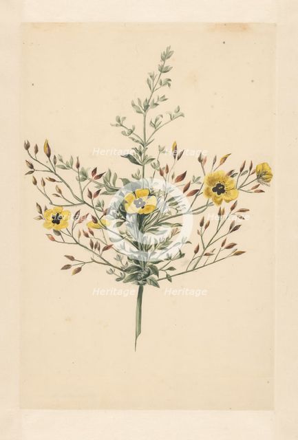 Sky rose, 1668-1729. Creator: Vincent Laurentz van der Vinne I.
