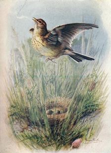 Skylark - Alau'da arven'sis c1910, (1910). Artist: George James Rankin