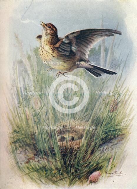 'Skylark - Alau'da arven'sis', c1910, (1910). Artist: George James Rankin.