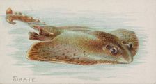 Skate, from the Fish from American Waters series (N8) for Allen & Ginter Cigarettes Brands, 1889. Creator: Allen & Ginter