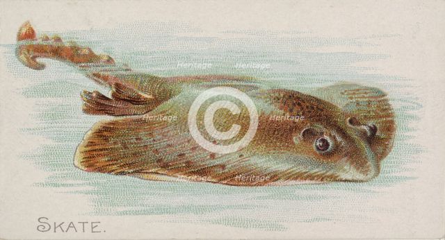 Skate, from the Fish from American Waters series (N8) for Allen & Ginter Cigarettes Brands, 1889. Creator: Allen & Ginter.