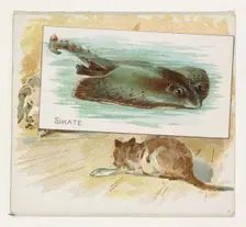 Skate, from Fish from American Waters series (N39) for Allen & Ginter Cigarettes, 1889. Creator: Allen & Ginter
